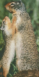 朝日百科動物たちの地球57　7/26号