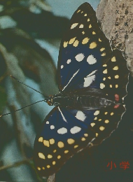 昆虫の生態図鑑