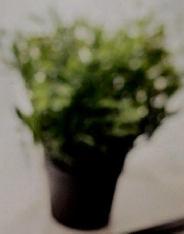 音遊人　２０２２年春号