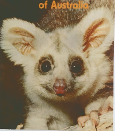 Bush Dwellers of Australia
