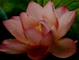 小原流挿花 1978年8月号