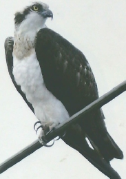Hello Birds 江の川流域の野鳥観察記録集