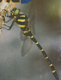 むしのかいかた