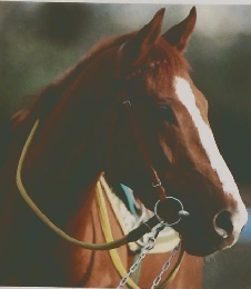 優駿　フジテレビ開局30周年記念作品