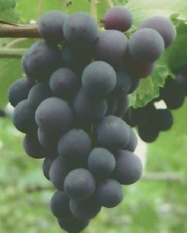 栄養教諭-食育読本-　２００９年夏号　第16号