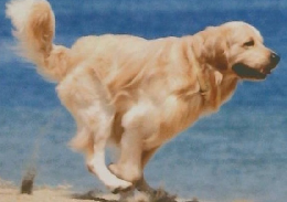 いなか暮らしの本