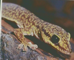 AMAZING FACTS ABOUT AUSTRALIAN FROGS&REPTILES