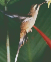 Anima　No.211　1990年4月号