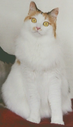 ねこのきもち　2024.11