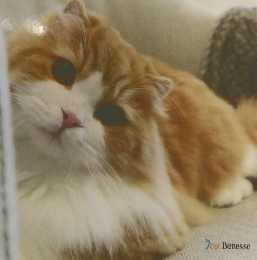 ねこのきもち 2024年12月号