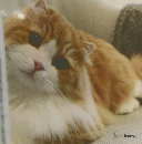 ねこのきもち 2024年12月号