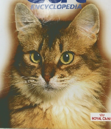 Cat ENCYCLOPEDIA Vol.1