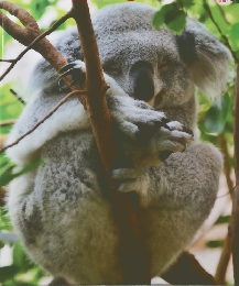 しぜん　12　ねむる