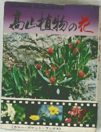 高山植物の花