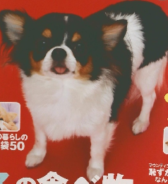 いぬのきもち　2010年12月号　