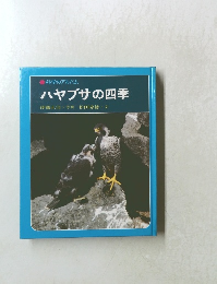 ハヤブサの四季
