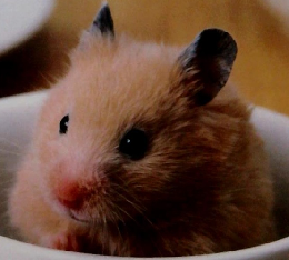 オールペットの情報マガジンSolomon　No.1