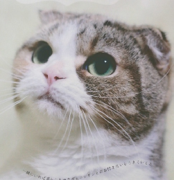 66 の幸せを運ぶ吾輩はネコよ