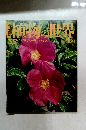 植物の世界　 55 5/7 バラ ノイバラ ハマナス