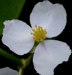 動植物の世界 125 9/15