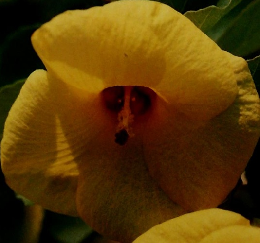 植物の世界　75　平成7年9月24日発行