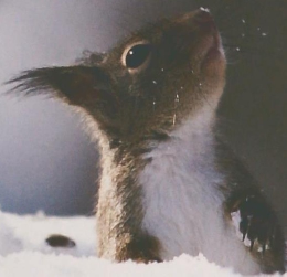 しぜん　キンダーブック　2　ゆき