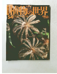 直物の世界　54 イチゴヤマブキ