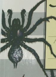 A NATURAL HISTORY OF AUSTRALIAN SPIDERS