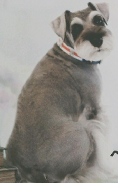 いぬのきもち2019年2月号