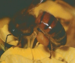 アニマ 昆虫と花 食草 今西錦司