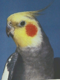 IHR HOBBY NYMPHENSITTICHE