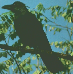 科学のアルバム カラスのくらし