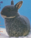 うさぎと暮らす　No14　2004冬