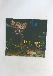 Iriomote Cat