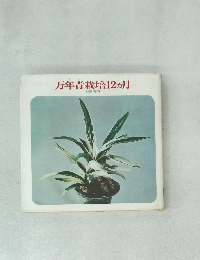 万年青栽培12ヵ月
