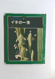 科学のアルバム　26　イネの一生
