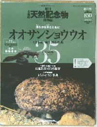 週刊 天然記念物　動物編　オオサンショウウオ