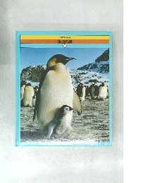 世界の野生動物 水辺の鳥