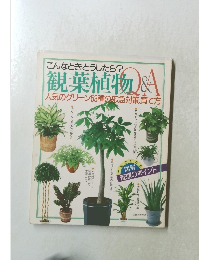 観葉植物 Q&A