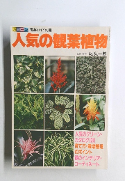 人気の観葉植物