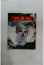 写真集  ねこ 猫 ネコ