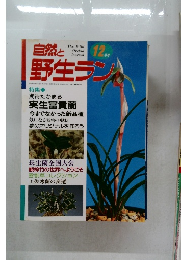 自然と野生ラント　12月号　期待たかまる実生富貴蘭