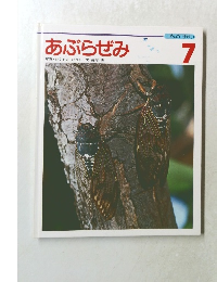 あぶらぜみ7　写真・おくやまひさし文・薩摩忠