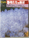 朝日百科動物たちの地球 67