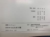 遠藤貝類コレクション オキナエビスガイ類