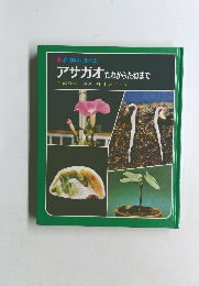 アサガオたねからたねまで