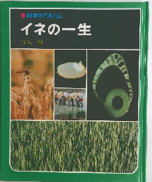 イネの一生
