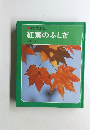 紅葉のふしぎ