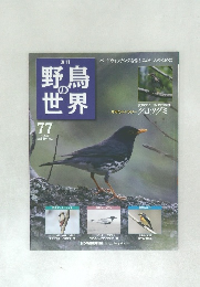 週刊野鳥の世界　77　(11/8/23)