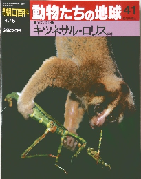 朝日百科　動物たちの地球　41　